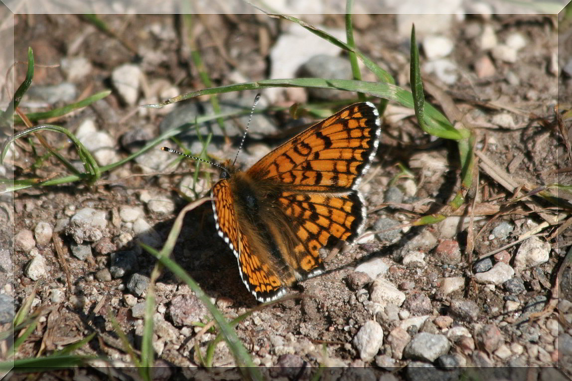 Melitaea   cinxia